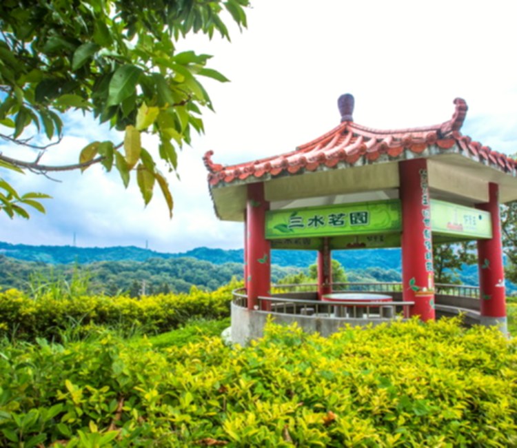 龍潭三水里茶園